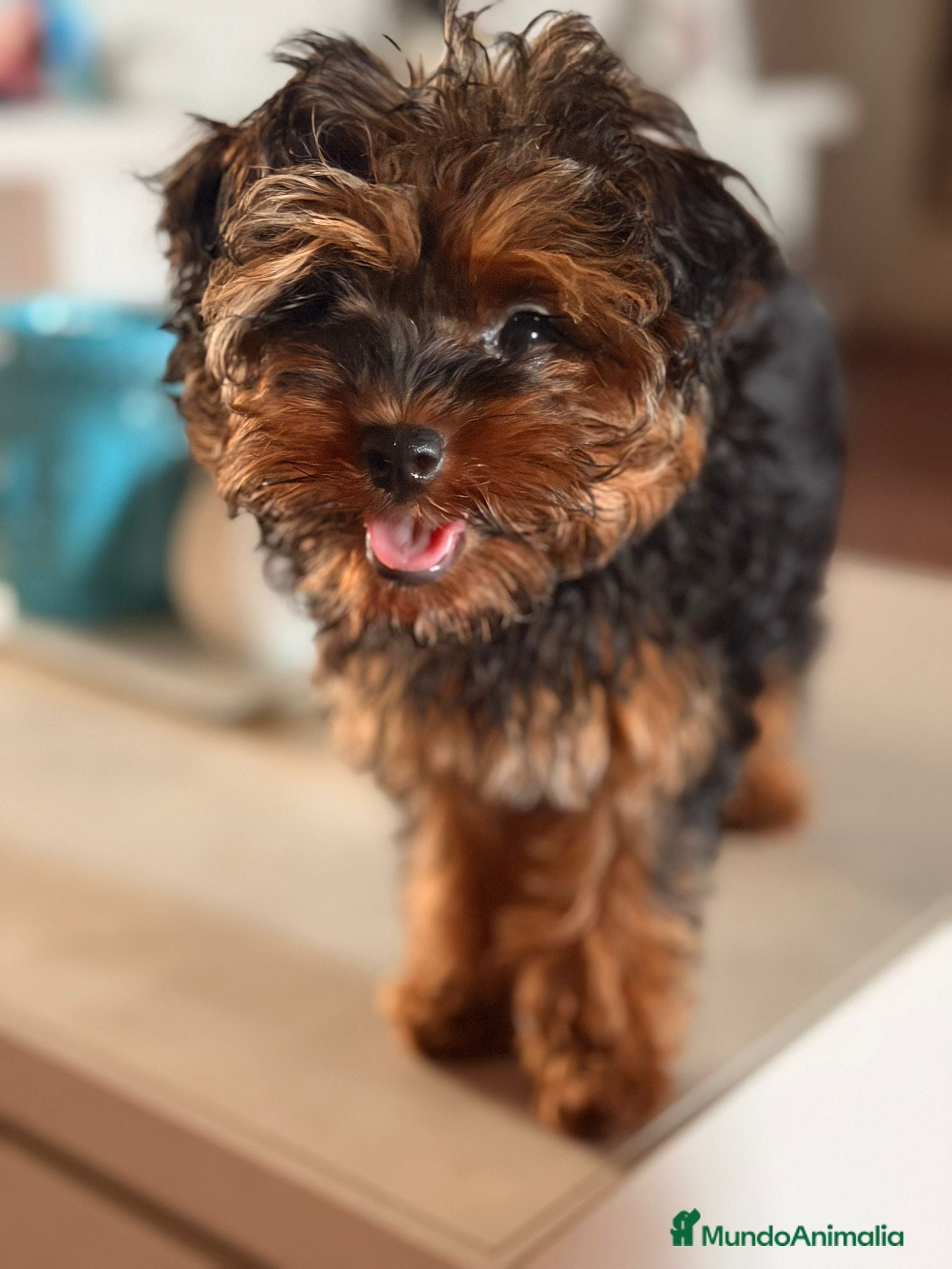 Yorkiepoo perros Yorkipoo Minitoy  - Anuncio 1