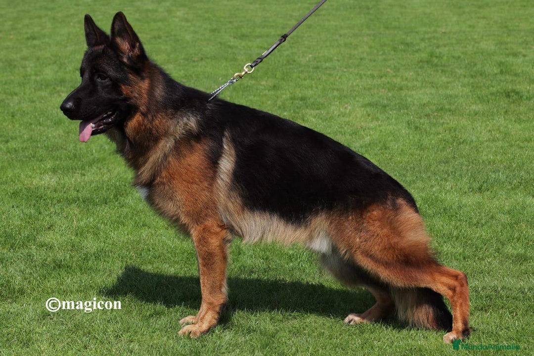 Pastor Alemán perros para monta: Increíble ejemplar de Pastor Alemán  - Imagen 1