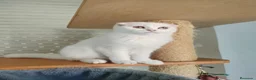 Scottish Fold gatos en venta:  Scottish fold - Anuncio 2