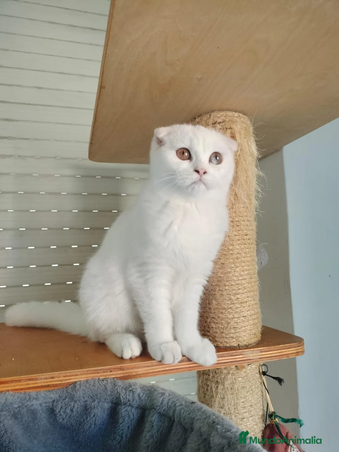 Scottish Fold gatos en venta:  Scottish fold - Anuncio 2