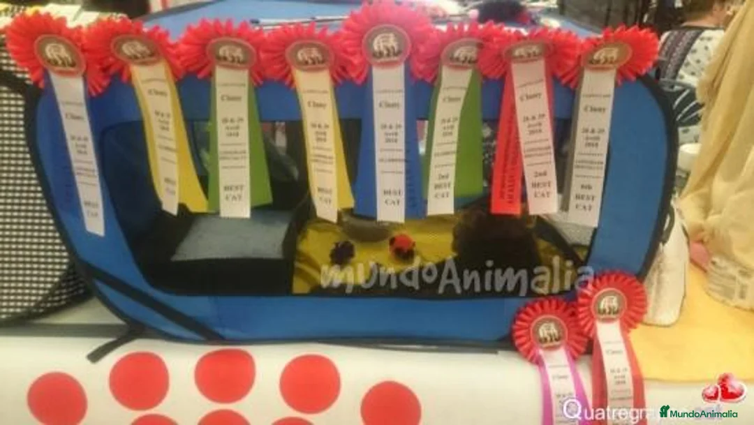 Imagen de galería {{count}}