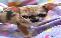 Chihuahua perros en venta: Chihuahua Machito merle toy - Imagen 17