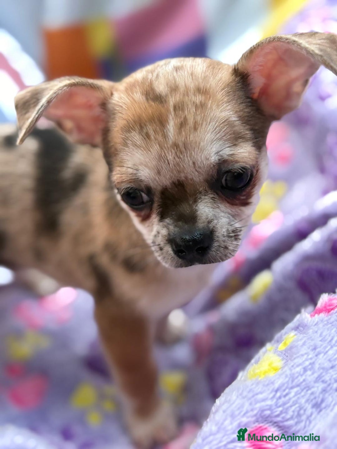 Chihuahua perros en venta: Chihuahua Machito merle toy - Imagen 17