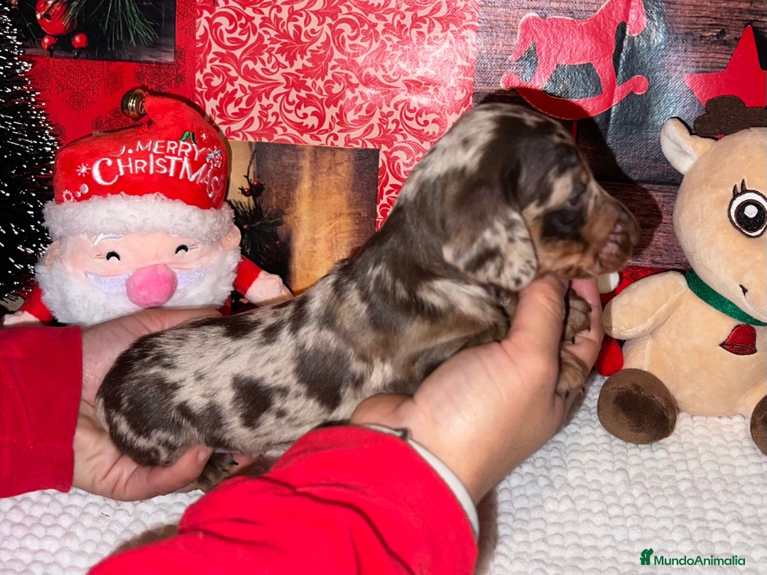 Teckel Miniatura perros en venta: PRECIOSA TECKEL ARLEQUÍN CHOCOLATE  - Anuncio 2