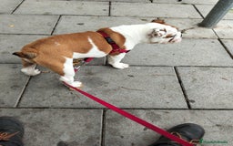 Bulldog Inglés perros en venta: Bulldog ingles  - Imagen 2