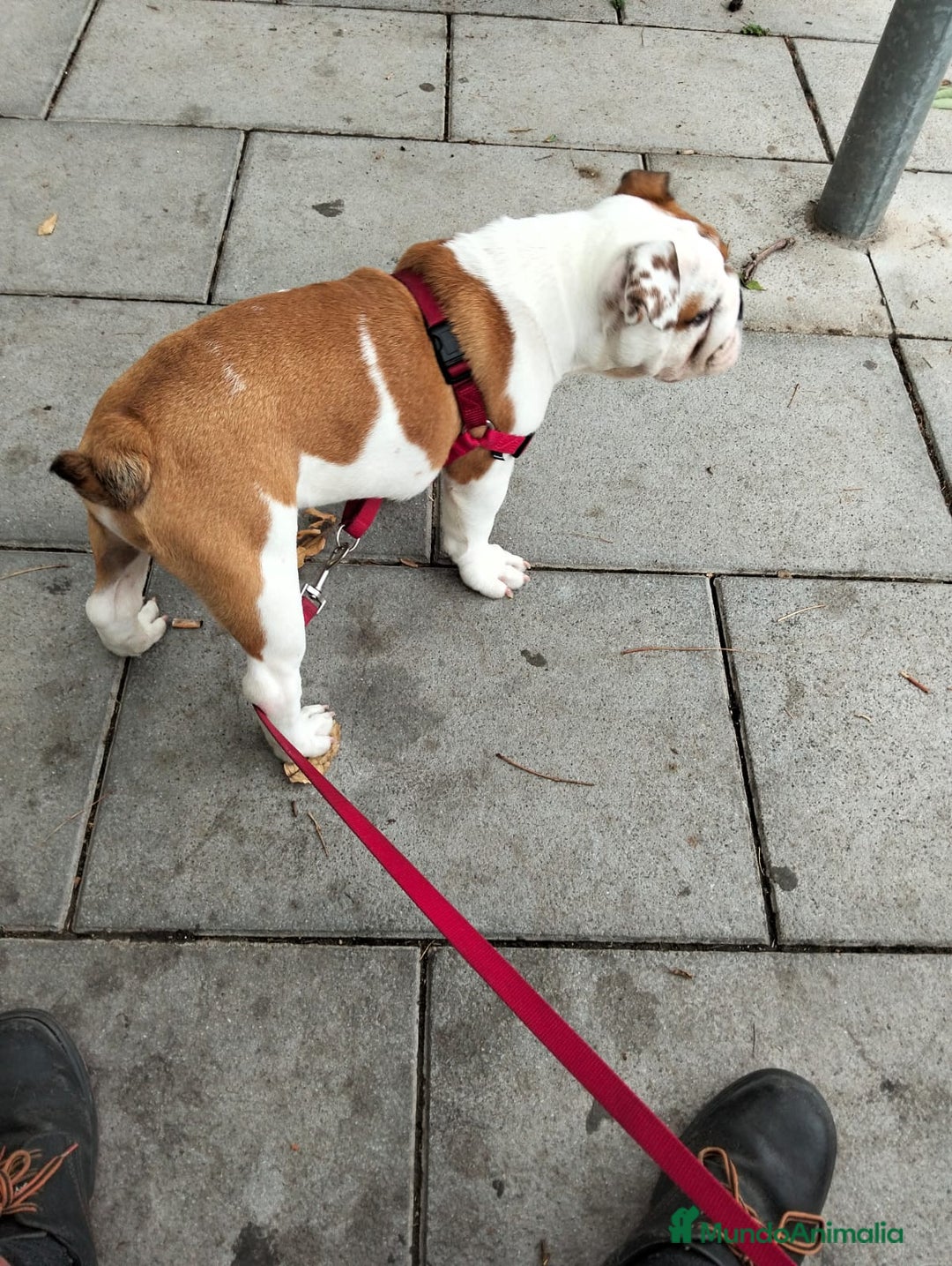 Bulldog Inglés perros en venta: Bulldog ingles  - Imagen 2