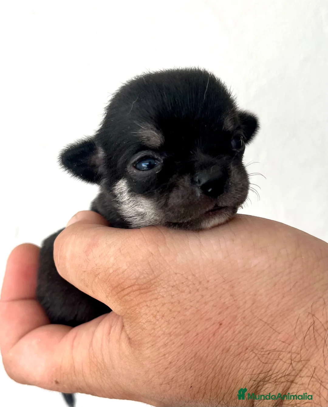 Chihuahua perros en venta: CHIHUAHUAS MACHO Y HEMBRA en Madrid - Anuncio 2