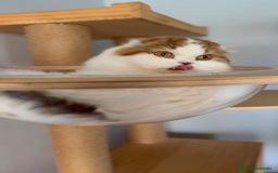 Scottish Fold gatos en venta: Se regala gata Scottish Fold  - Imagen 4