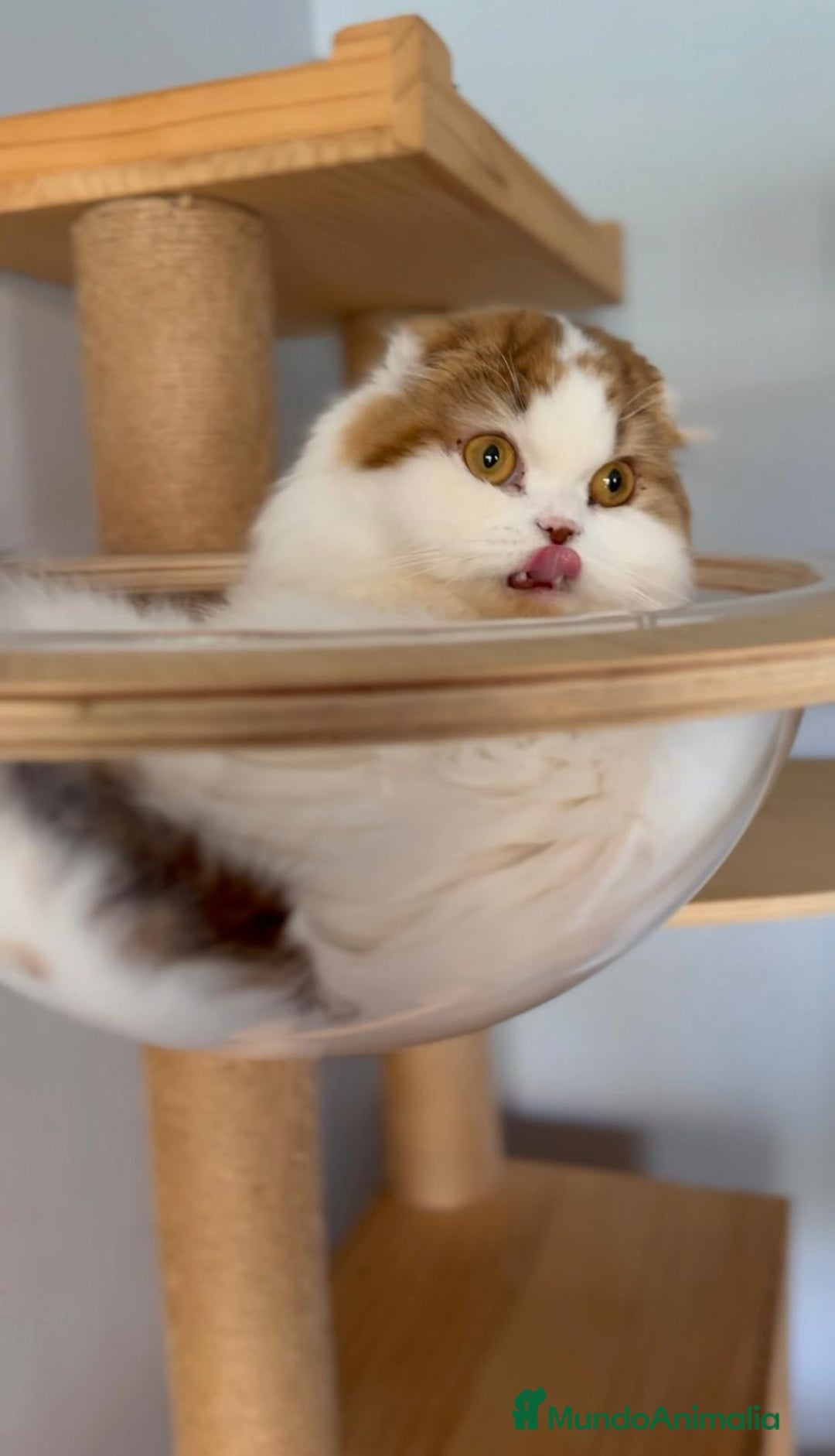 Scottish Fold gatos en venta: Se regala gata Scottish Fold  - Imagen 4