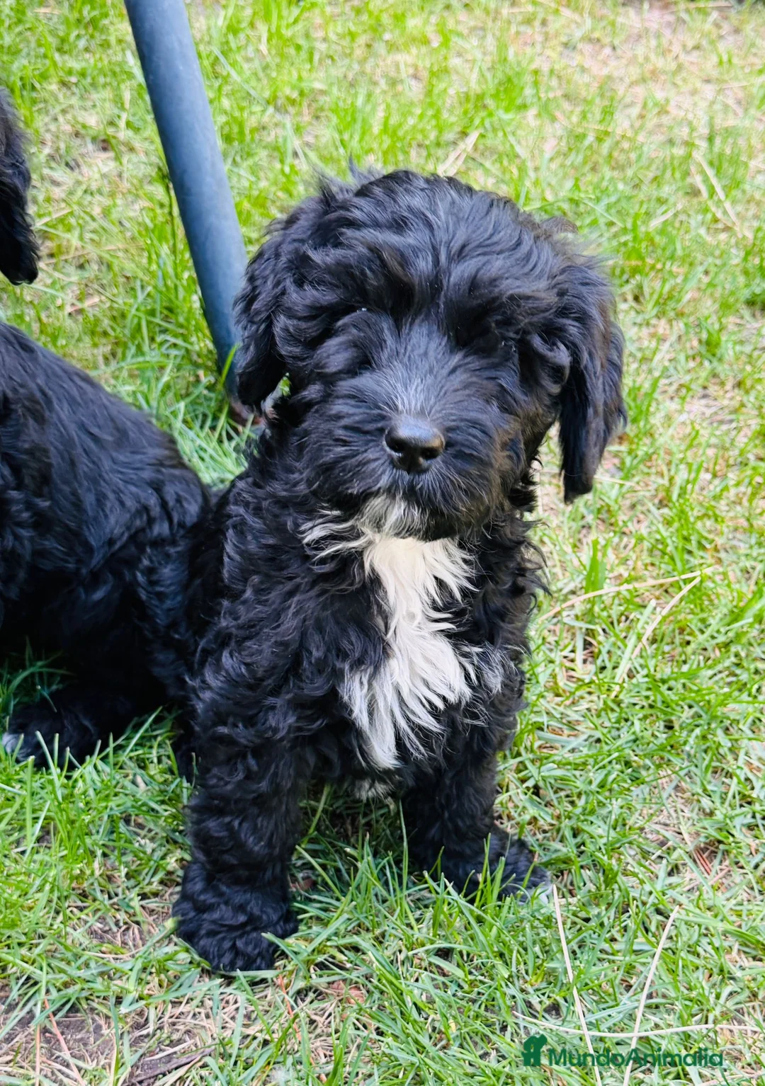 Goldendoodle perros en venta: Goldendoodle Multigeneracion - Anuncio 1