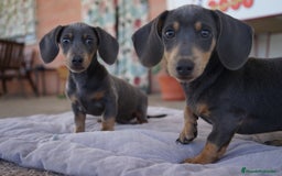 Teckel perros en venta: 🌈 Frisco, Tiko y Monchi–Teckel miniatura únicos🐾 - Imagen 2