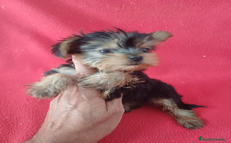 Yorkshire Terrier perros - Propaganda 13