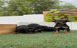 Pinscher Miniatura perros en venta: Pinscher - Imagen 5