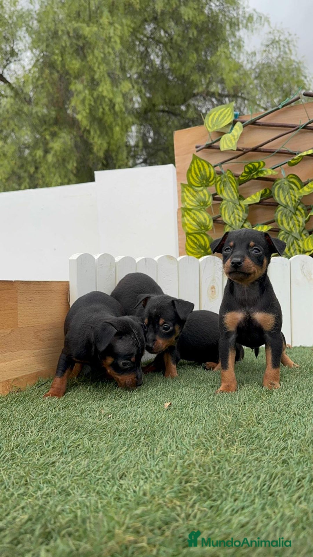 Pinscher Miniatura perros en venta: Pinscher - Imagen 5