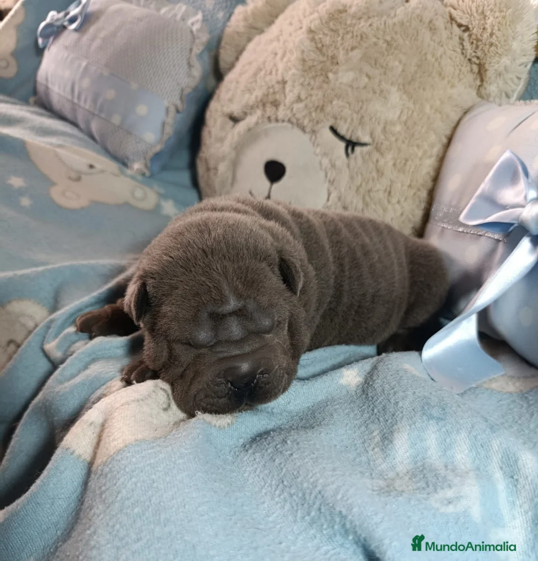 Shar Pei perros en venta: ‼️‼️Preciosa camada de minipeis - Anuncio 4