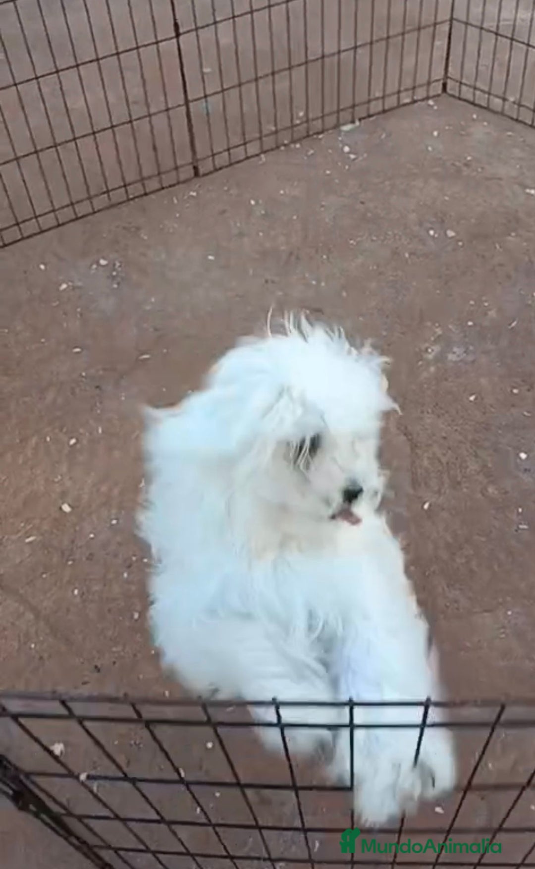 Bichón Maltés perros en venta: Bichon maltés 6 meses  - Anuncio 5