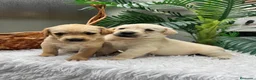 Labrador Retriever perros en venta: LABRADOR RETREVIER - Anuncio 8