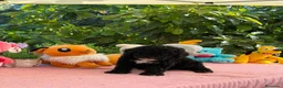 Perro de Agua Español perros en venta: Perro de aguas - Anuncio 1