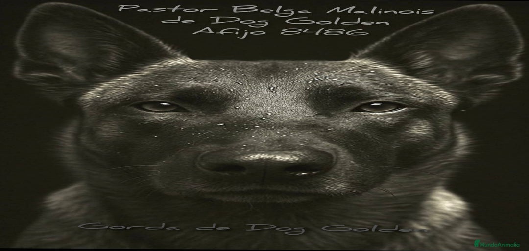 Imagen de galería {{count}}