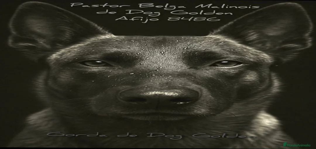 Imagen de galería {{count}}