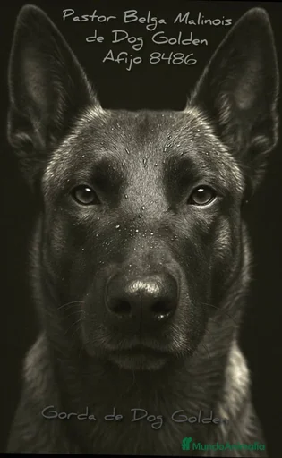 Imagen de galería {{count}}