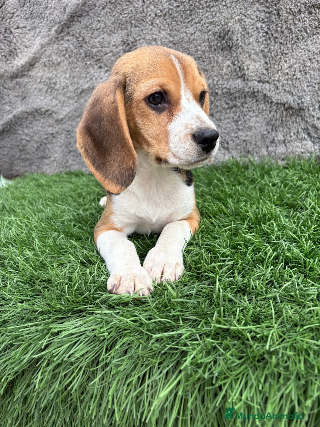 Beagle perros en venta: Precioso macho de Beagle  - Anuncio 21