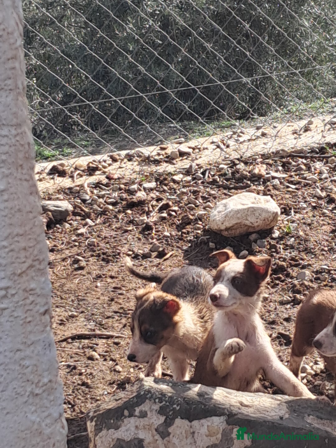 Border Collie perros en venta: Preciosos cachorros de border collie  - Anuncio 3