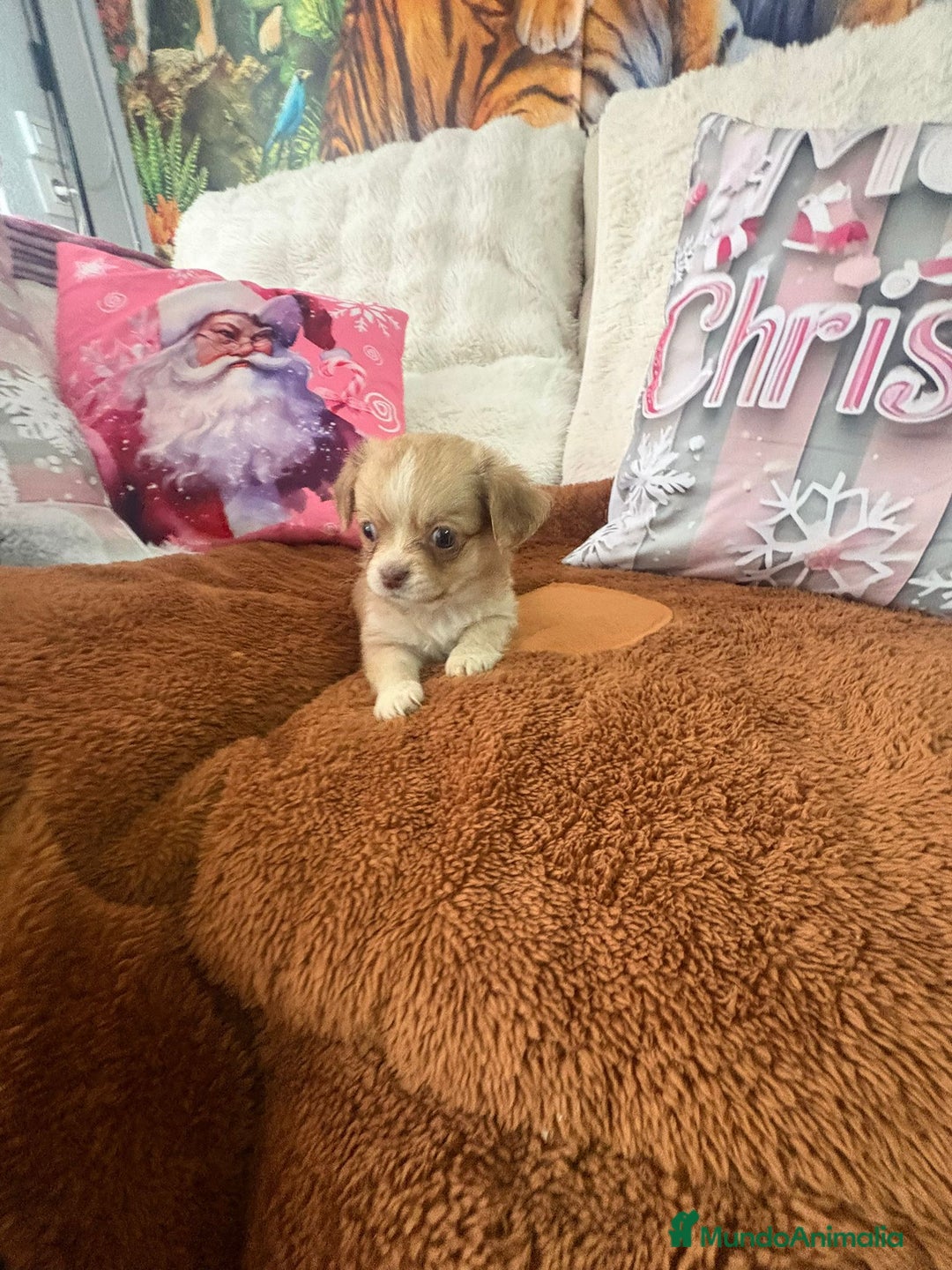 Chihuahua perros en venta: Chihuahua toy pelo largo  - Anuncio 16