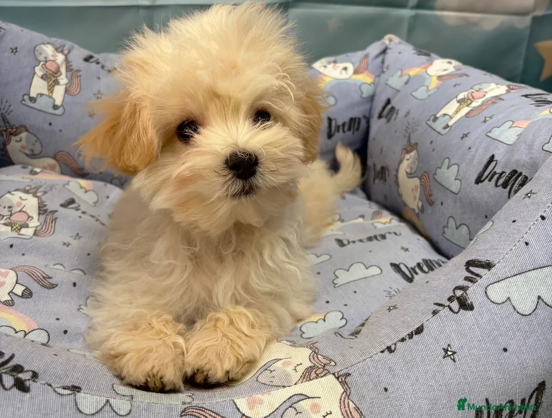 Maltipoo perros en venta: Maltipoo toy listo para conocer a su nueva familia - Anuncio 1