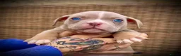 American Bully perros en venta: American Bully en Illes Balears - Anuncio 2