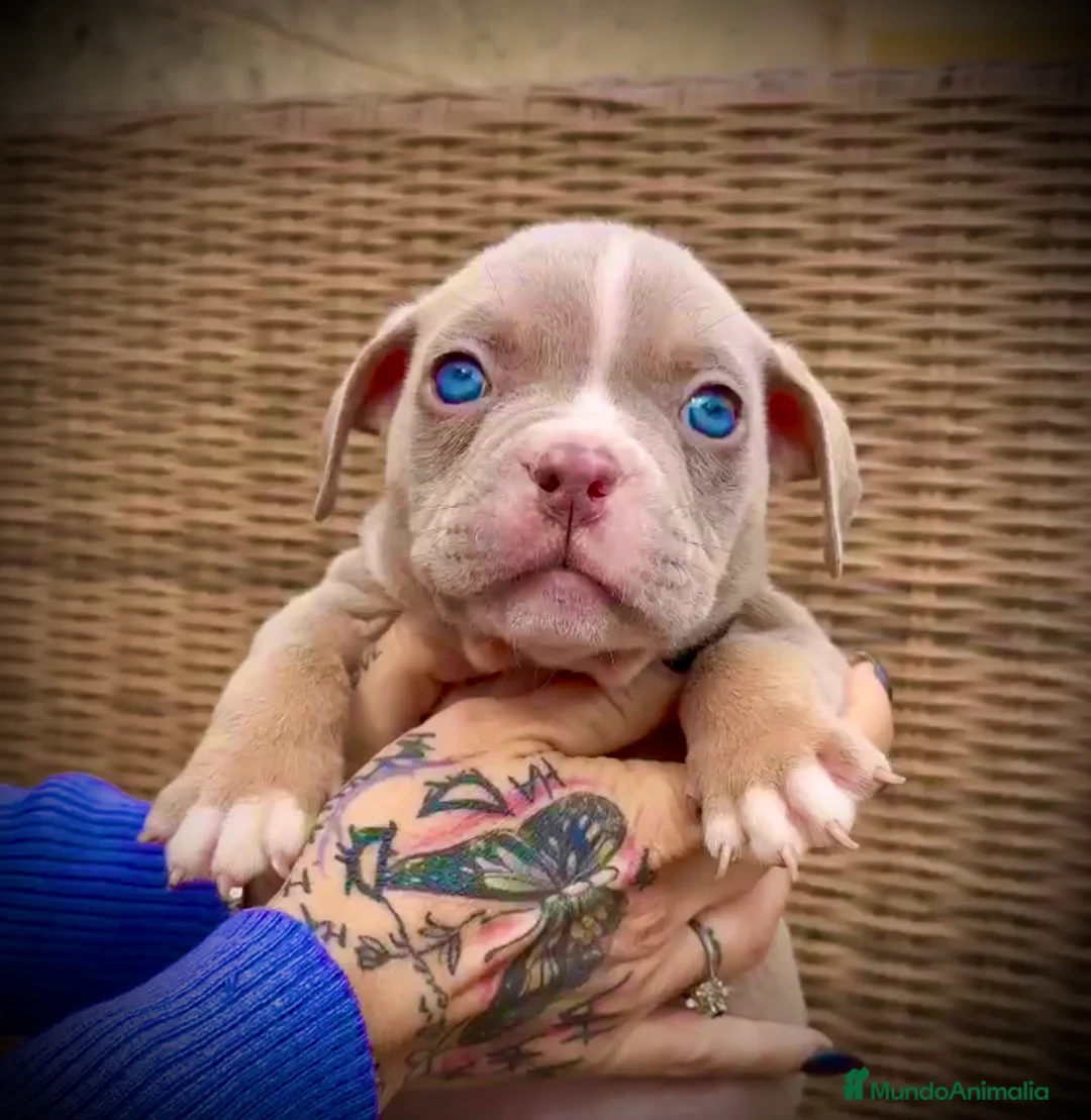 American Bully perros en venta: American Bully en Illes Balears - Anuncio 2