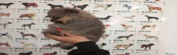 Pomerania perros en venta: POMERANIA TOY - Anuncio 1
