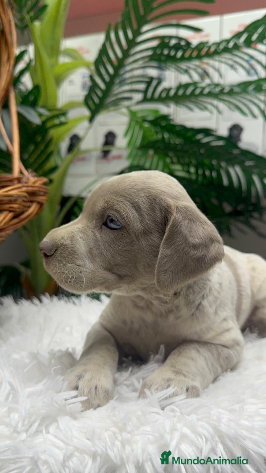 Braco Alemán de Pelo Corto perros en venta: BRACO ALEMAN - Anuncio 17
