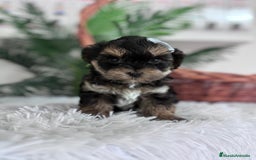 Raza Mixta perros en venta: YORKIPOO - Anuncio 13