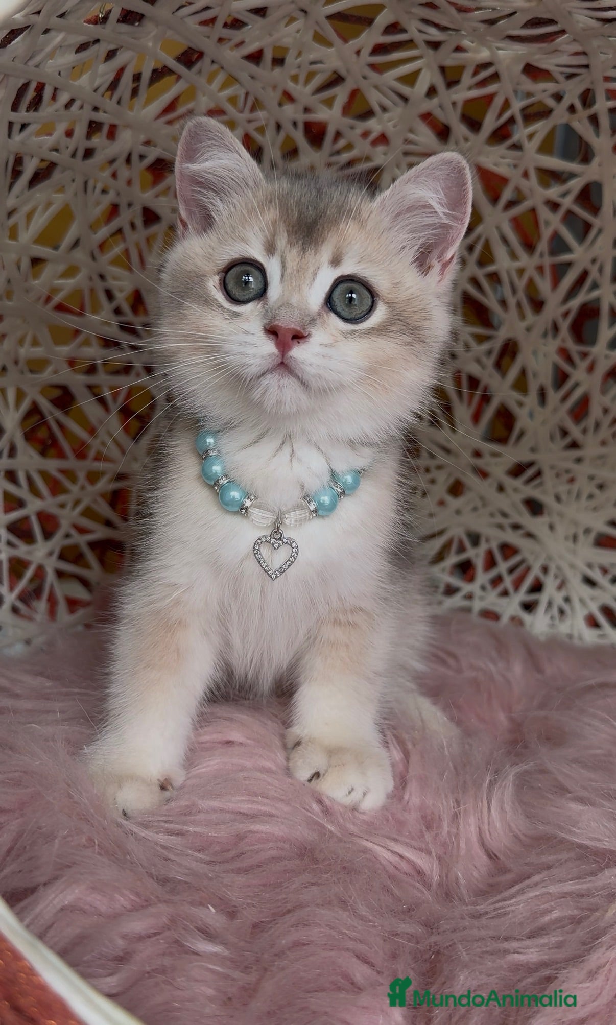 Británico de Pelo Corto gatos Camada F2 de British Shorthair Golden - Anuncio 2