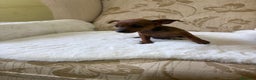 Pinscher Miniatura perros en venta: Pinscher Miniatura cachorros de ensueño - Anuncio 6