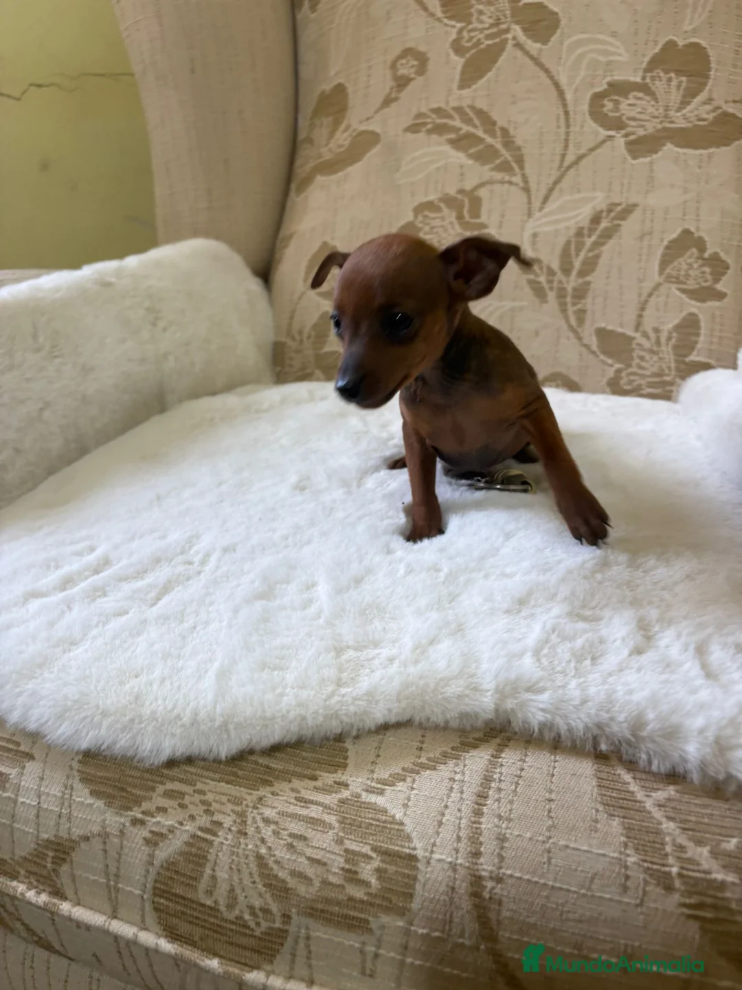 Pinscher Miniatura perros en venta: Pinscher Miniatura cachorros de ensueño - Anuncio 6