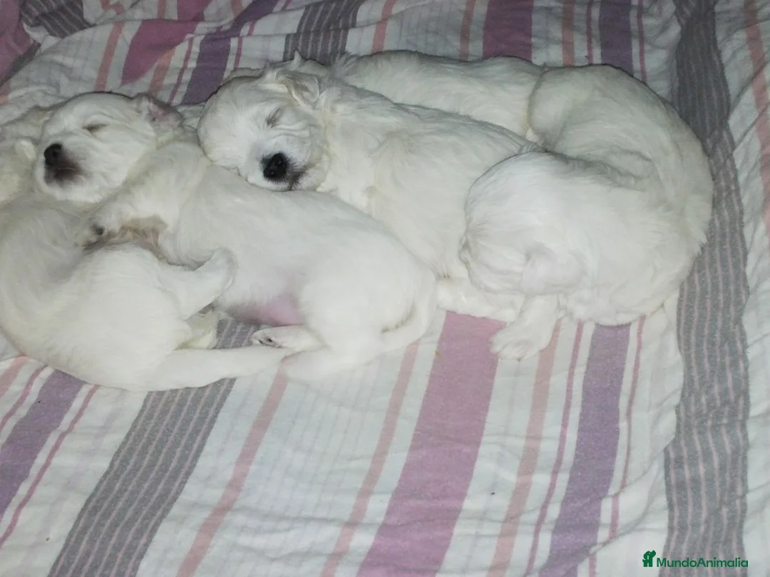 Bichón Maltés perros en venta: Bichón Maltés muy bonitos en Barcelona - Anuncio 6