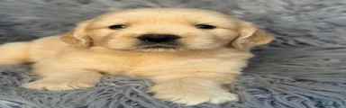 Golden Retriever 1
