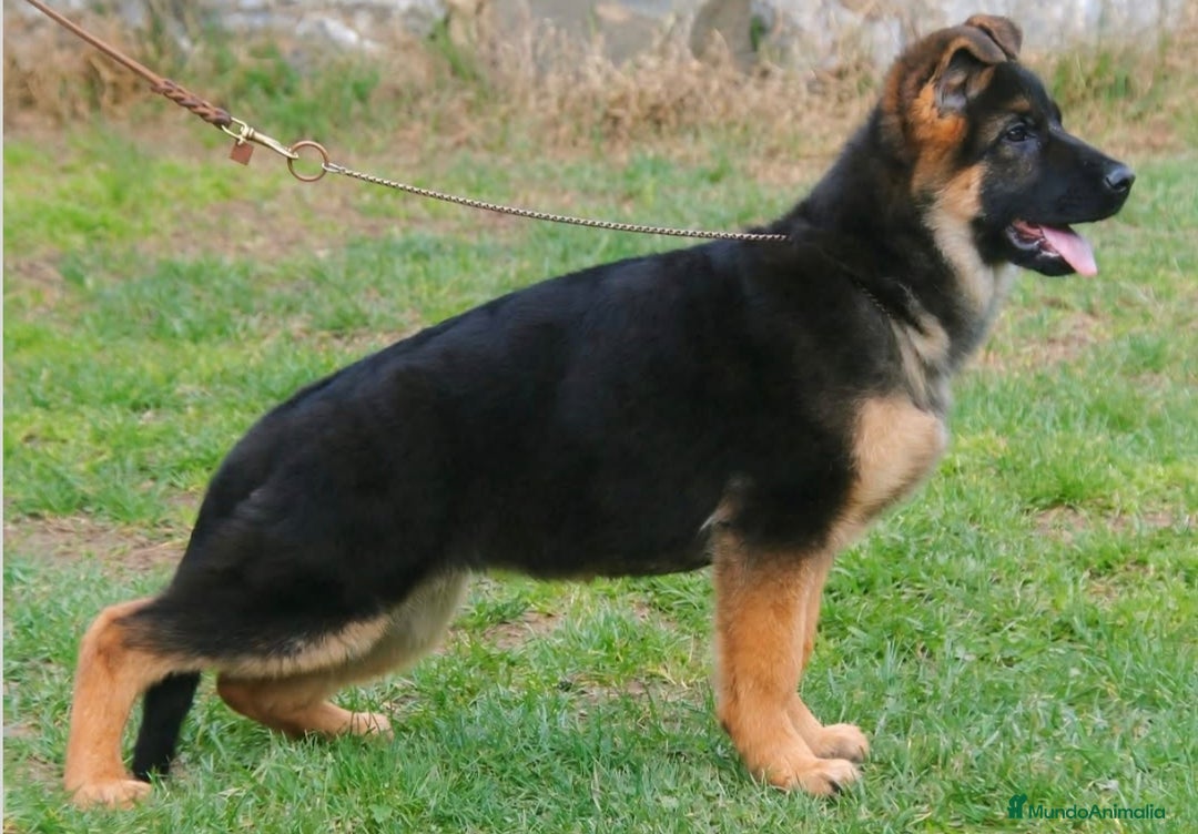 Pastor Alemán perros en venta: Macho pastor Alemán pelo corto  - Imagen 1