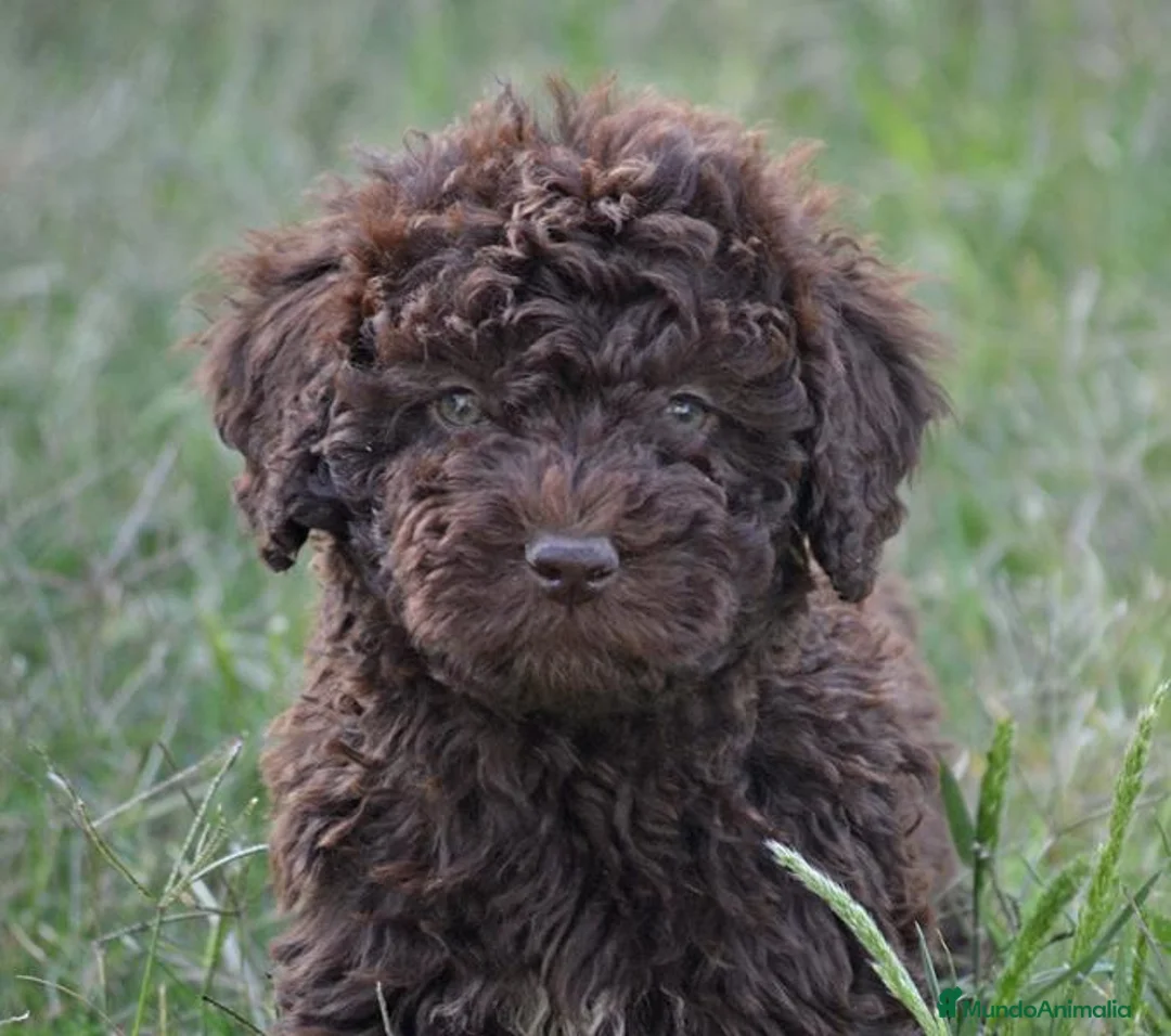 Perro de Agua Español perros en venta: CAMADA PERRO DE AGUA  - Anuncio 27