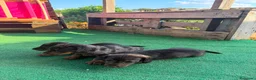 Teckel perros en venta: Teckel - Anuncio 4