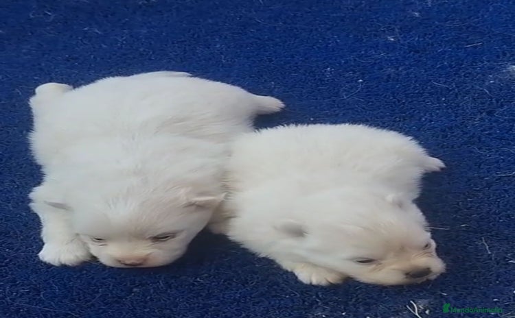 Pomerania perros - Anuncio 3