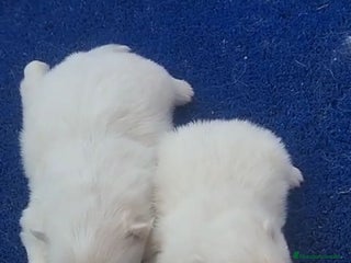 Pomerania perros - Anuncio 5