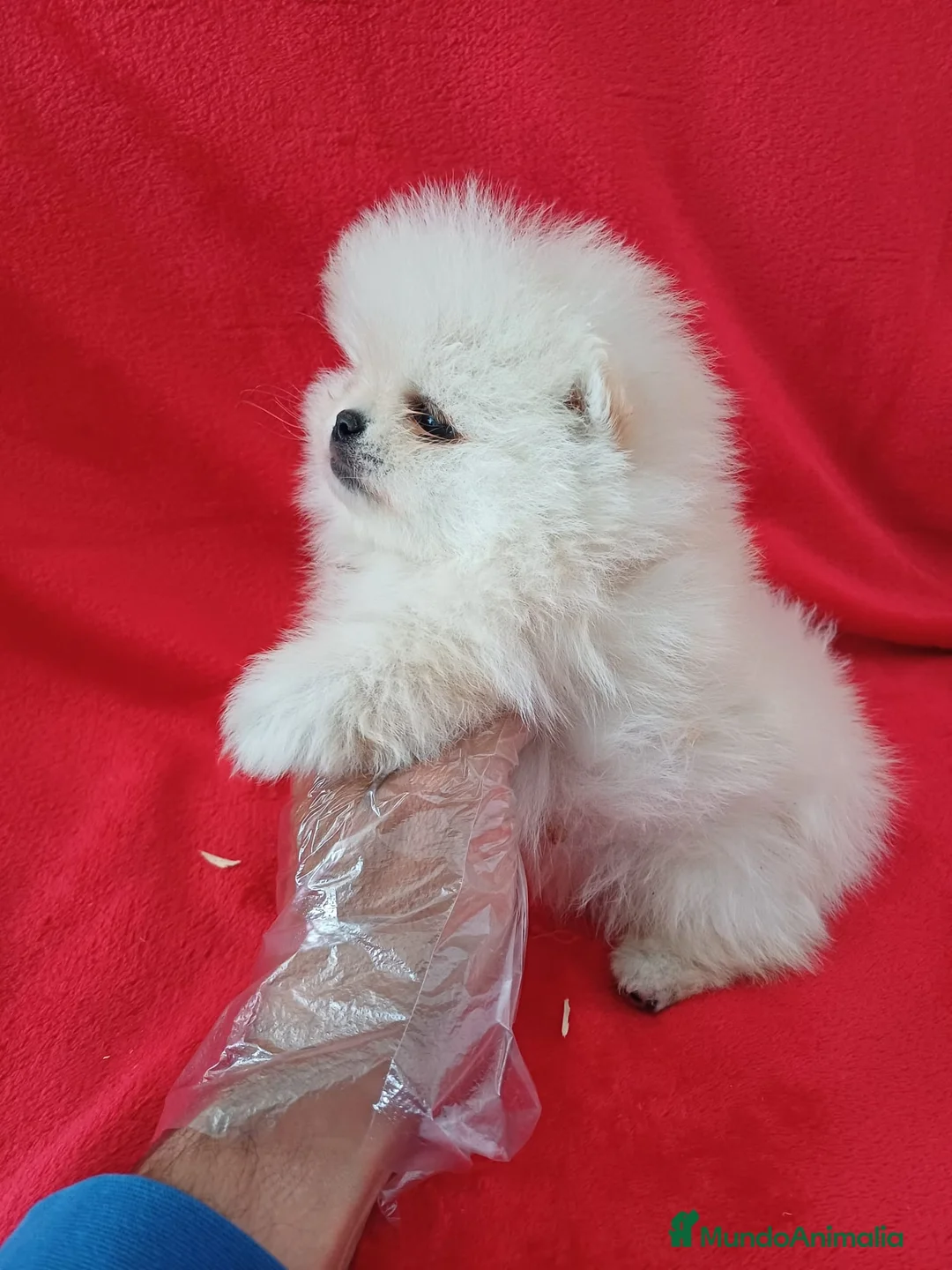 Pomerania perros en venta: Pomerania Toy  - Anuncio 2