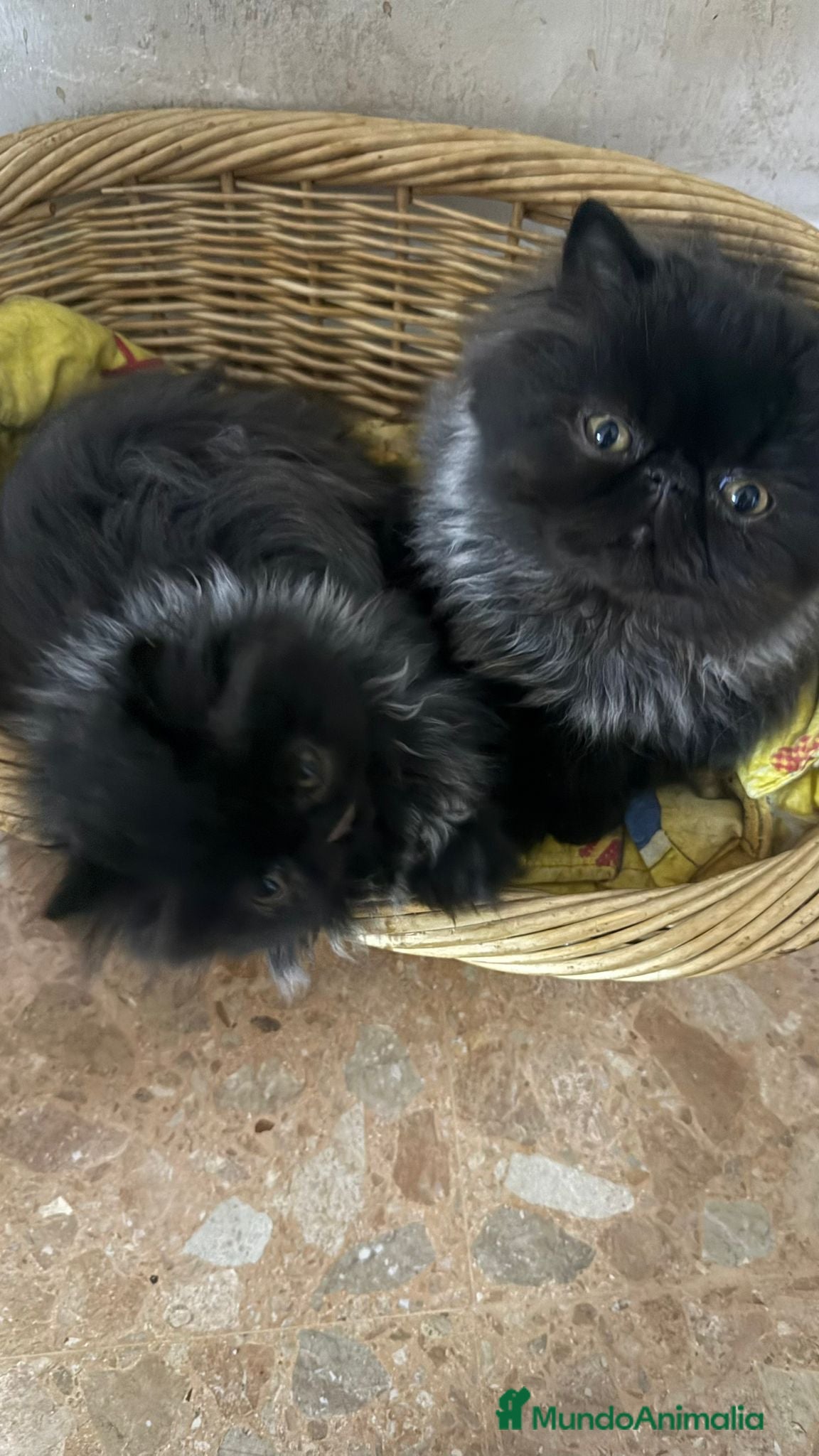 Persa gatos Gc ch  ich - Anuncio 2