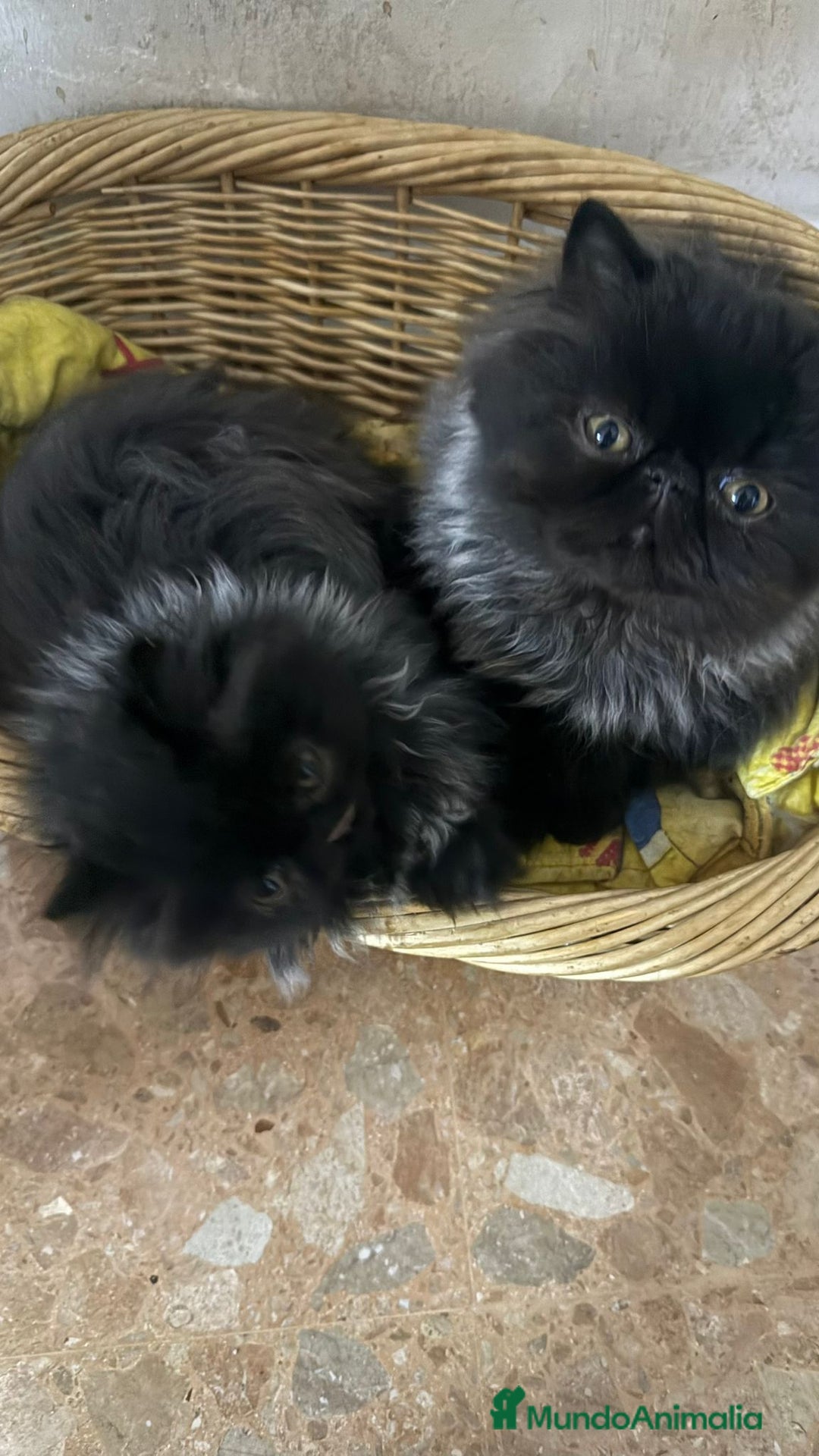 Persa gatos en venta: Gc ch  ich - Anuncio 2