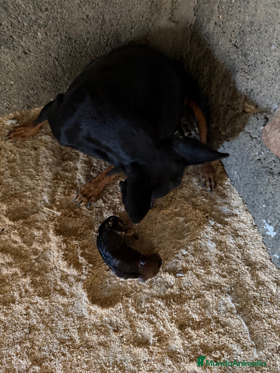 Pinscher Miniatura perros en venta: Mini Pincher hembra  - Anuncio 4