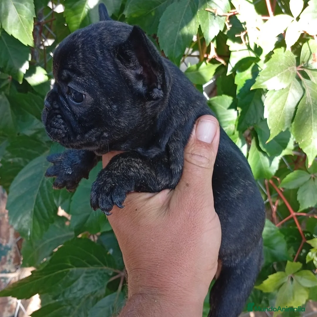 Bulldog Francés perros en venta: Bulldog Francés  - Anuncio 5