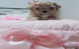 Maltipoo perros en venta: MALTIPOO ASIÁTICO MINIATURA  - Imagen 3